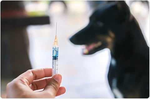 Las Piñas offers free animal rabies vaccination