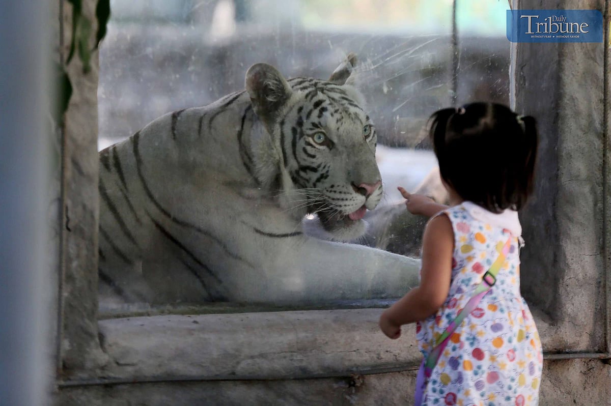 WHITE TIGER AT MALABON ZOO - Vimarsana News
