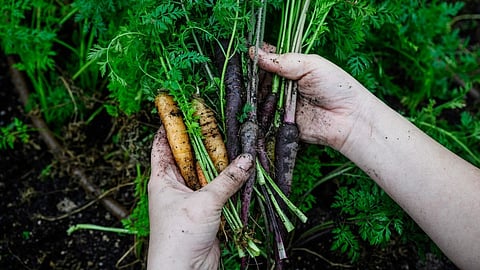Atok urges DA to defer planned 6,000-metric-ton carrot importation
