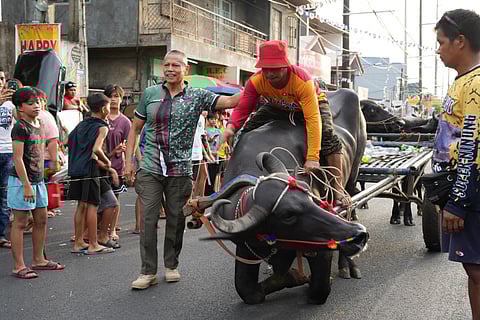 Highlights of the recently created Kneeling Carabao Festival and the traditional Feast of San Isidro Labrador of Pulilan, Bulacan, include street dancing by school children in colorful costumes, a procession bearing the image of the town’s patron saint, and a parade of carabaos, which kneel when they pass by the church.