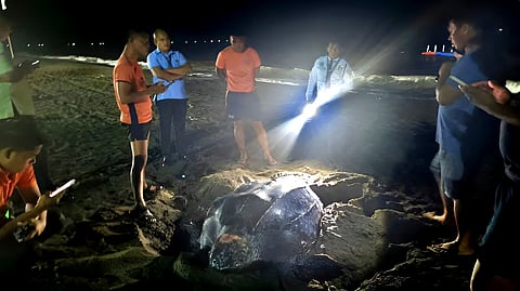 Leatherback turtle spotted nesting