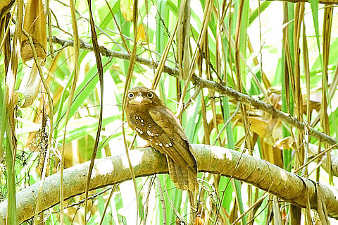 An absolute hoot. The nocturnal gould’s frogmouth, a near threatened species solely found in Southeast Asia, rests on a tree branch at the Aboitiz Cleanergy Park. Photo is courtesy of Davao Light.