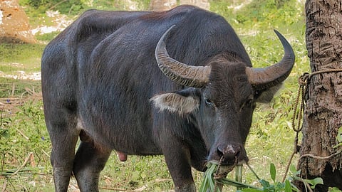 Stray carabao triggers MisOr smashup 
