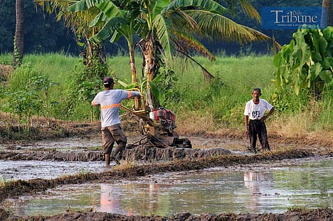 TRIBUNE-farmer-plowing