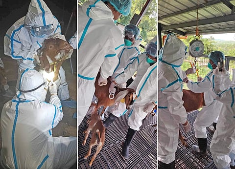 DA: Livestock culled amid Q fever Phl entry