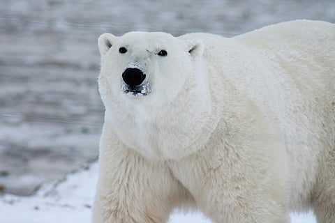 Polar bears could vanish from Canada's Hudson Bay if temperatures rise 2C
