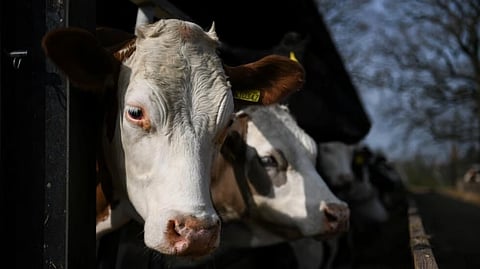 (FILES) The law bans the export of cattle and other livestock for slaughter. 
