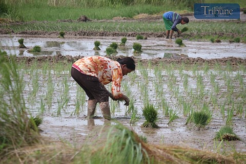 TRIBUNE-farming