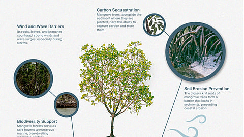 Guardians of our coastlines Mangroves play an important role in protecting our coastlines and preserving the environment in various ways. Here are some of the functions of mangroves that highlight their significance.