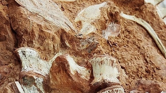 'Well-preserved' dinosaur fossil revealed by Brazilian flood