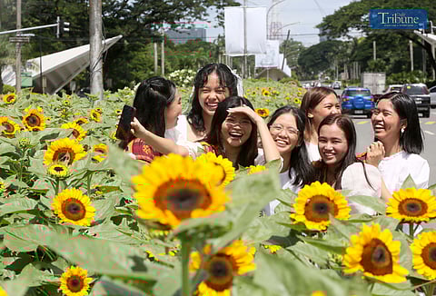 Sunflowers at UP