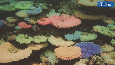 Guardians of the Deep: Palawan's Marine Sanctuaries Combat Climate Change