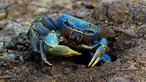 blue crab
