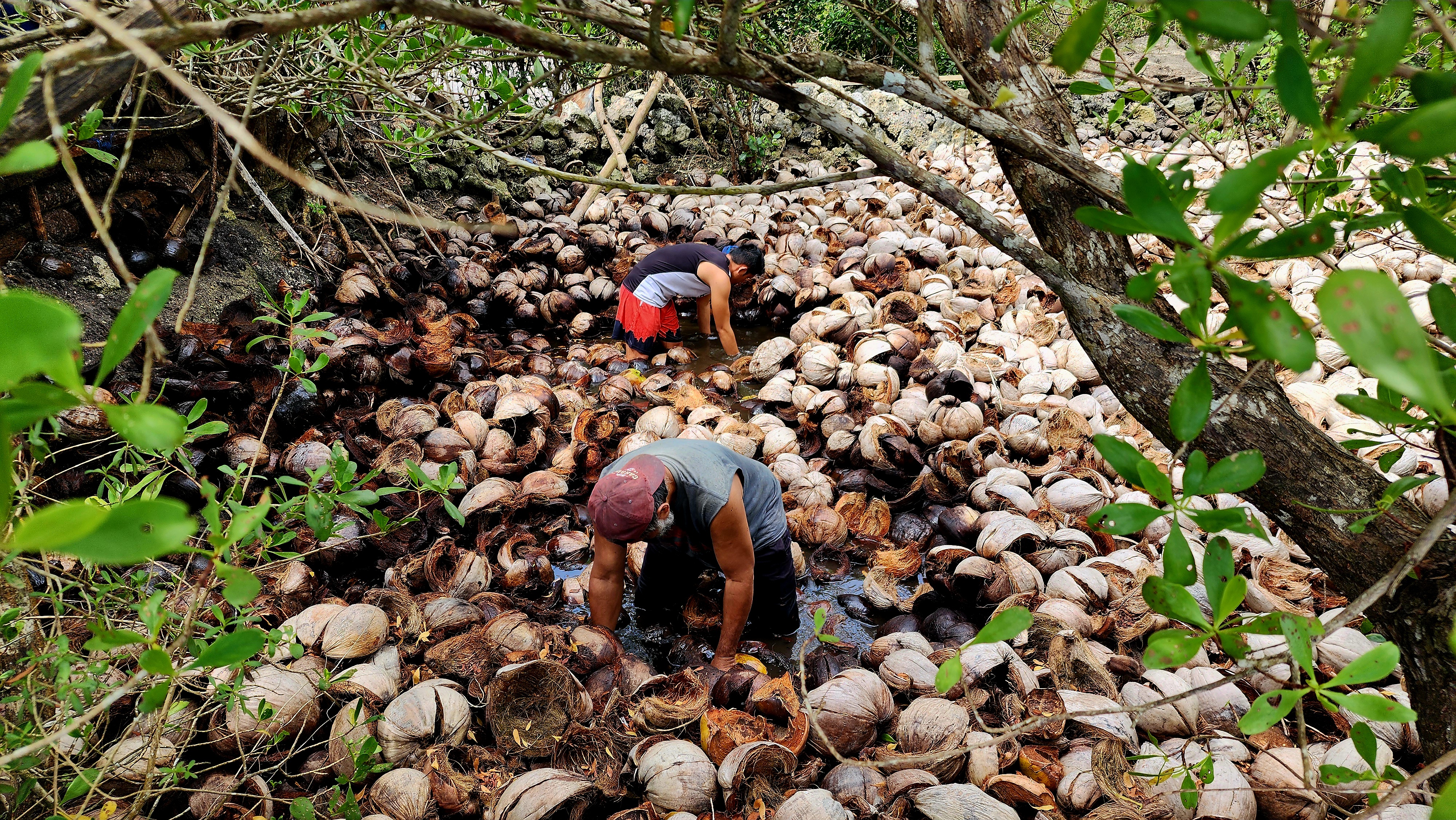 Philippines to showcase coconut industry’s future at global congress