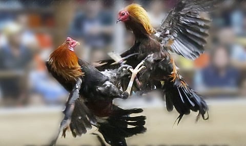 E-sabong revival in place of POGOs opposed