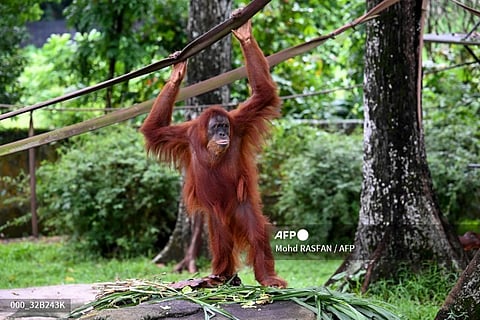LOOK: A Sumatran orangutan plays with ropes at the National Zoo in Kuala Lumpur on May 25, 2022. | 📷 Mohd RASFAN / AFP
