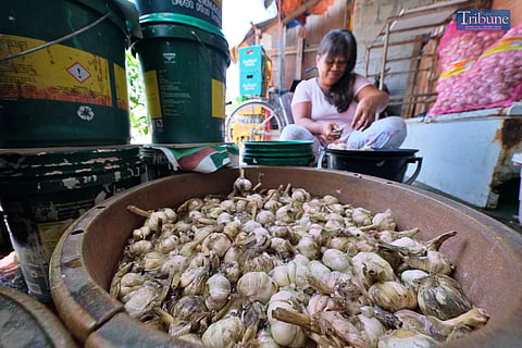 TRIBUNE-woman-garlic-peeking