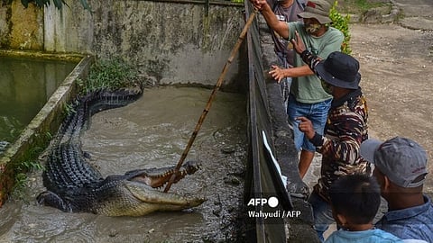 (FILES) Guardians and visitors examine a crocodile at the Kasang Kulim zoo in Kampar, Riau province on 27 February 2022.
