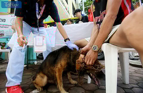 LOOK: A veterinarian administers an anti-rabies vaccine to a pet dog