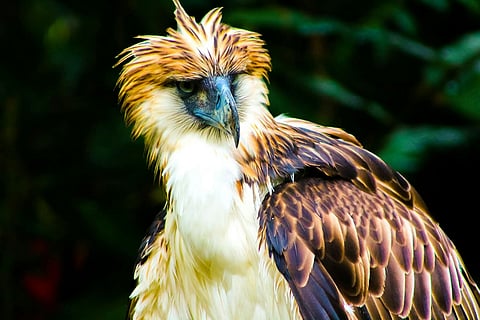 Philippine Eagle. Singapore closely collaborates with the Philippines on biodiversity conservation. 