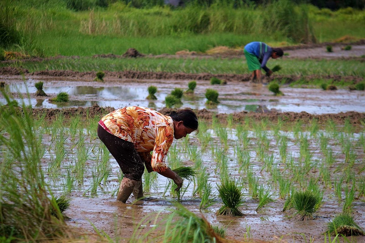 Gov’t fortifies rice subsidy with P18B as part of long-term food ...