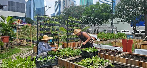 THE BGC Community farm aims to inspire the youth to engage in agriculture.