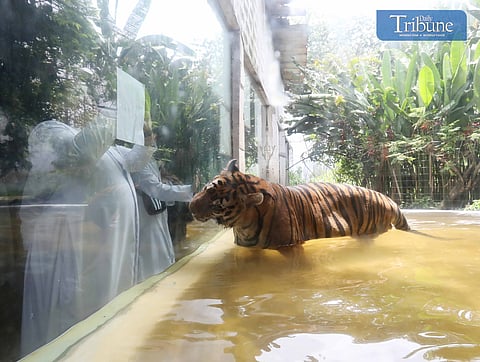 31 August, 2024 — In preparation for World Day of Prayer on 1 September, seminarians from the Order of Preachers at the University of Santo Tomas gather in prayer and pose with a tiger at the Malabon Zoo in Malabon City. | Photo by Analy Labor
