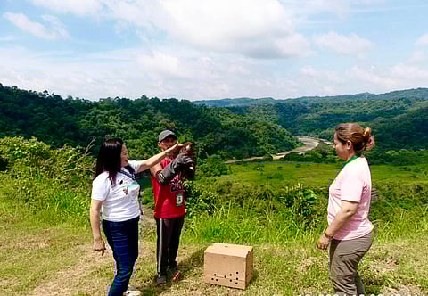 DENR releases rescued serpent eagle 
