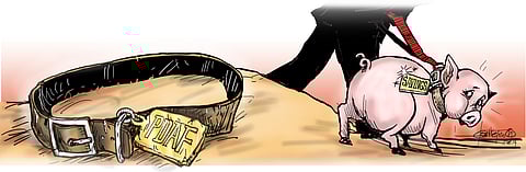 Pork with new collar