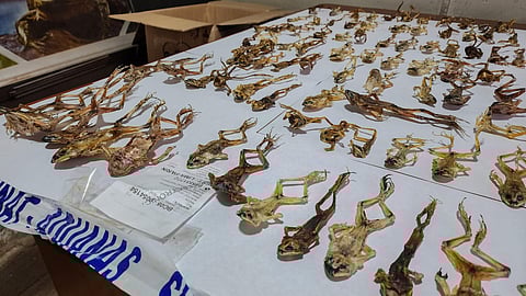Lake Titicaca frogs are shown in a handout picture distributed on September 5, 2024, by the Peruvian National Forestry and Wildlife Service 