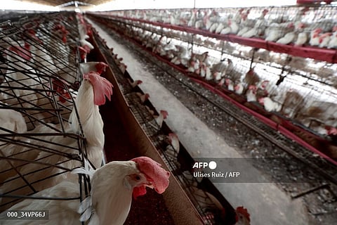 Spain orders nationwide poultry confinement over bird flu