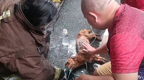 Blaze razes San Juan house full of dogs