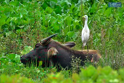 LOOK: An egret was spotted perching on the back of a carabao resting on private land in Angono, Rizal, on Sunday, 22 September 2024.