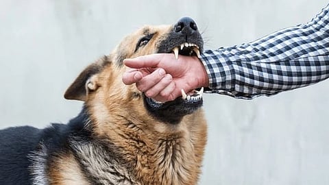 dogs
