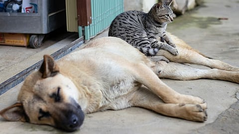 Public urged: Spay, neuter pets