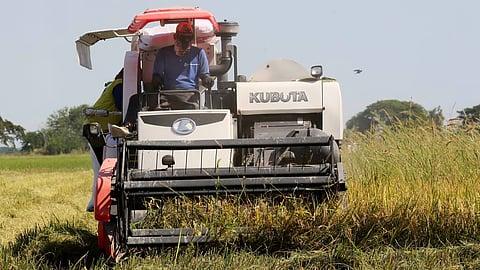 (FILE PHOTO) THE National Food Authority says it will continue buying palay or unmilled rice from local farmers to encourage them to continue planting despite the lowering to 15 percent of tariff for imported rice.
