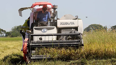 (FILE PHOTO) THE National Food Authority says it will continue buying palay or unmilled rice from local farmers to encourage them to continue planting despite the lowering to 15 percent of tariff for imported rice.