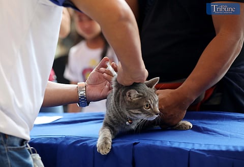 The City Veterinary Office of Marikina conducted free pet vaccination at SM City Marikina on Sunday, 13 October, 2024, as part of the World Animal Day celebration held earlier this month on 4 October.
