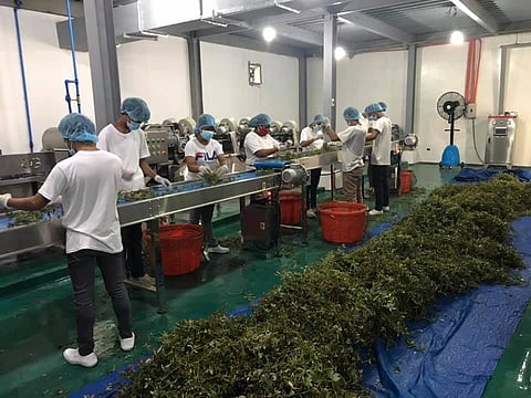 Workers wash tawa-tawa plants before drying and processing at the Herbanext Laboratories plant. 