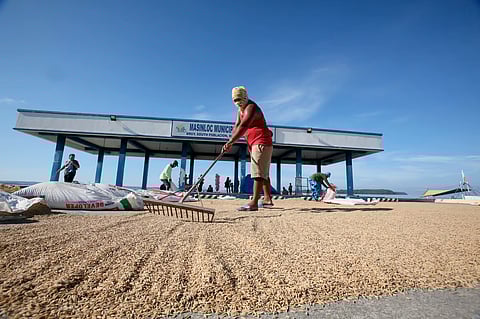 Profit spread A farmer in Masinloc, Zambales uses the time-tested sun-drying method for his palay (unmilled rice) harvest, either for sale commercially or as buffer stock for the National Food Authority.