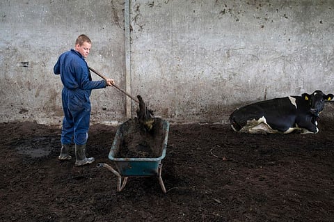 A farmer clears manure from the cowshed at the farm of Jos Verstraten in Westerbeek, on October 17, 2024, where Dutch farmers are facing a crisis in an upsurge in surplus manure.