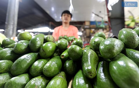 A vendor arranges unripe avocados at a stall in Mega Q Mart, Quezon City, on Monday, 18 November 2024. The Department of Agriculture announced the successful entry of Philippine avocados into the Japanese market. A total of 2,240 boxes, equivalent to 12,320 kilograms and valued at $40,320 USD, will be exported.