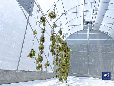 The greenhouse uses solar energy to dry seaweed, paving way for a more efficient, economical, and sustainable process of drying agricultural products.