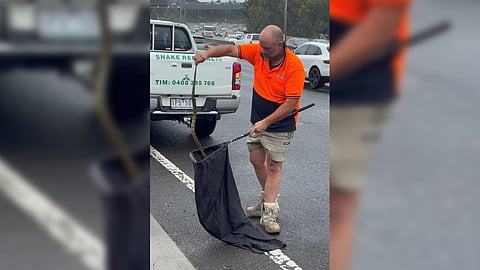 Driver finds deadly tiger snake on her leg