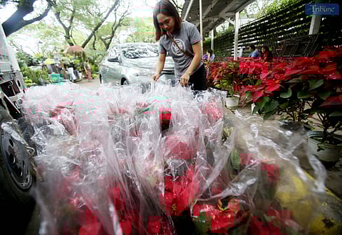 On Monday, 2 December, vendors set up poinsettia plants for sale at the Quezon Memorial Circle in Quezon City, where they are popular as Christmas ornaments symbolizing good cheer and success.