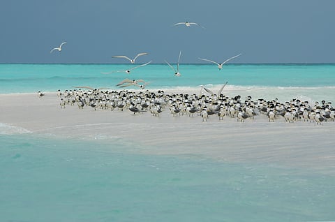 Tubbataha Reefs Natural Park