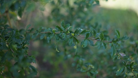 Tsaang Gubat (Photo courtesy of UP Manila)