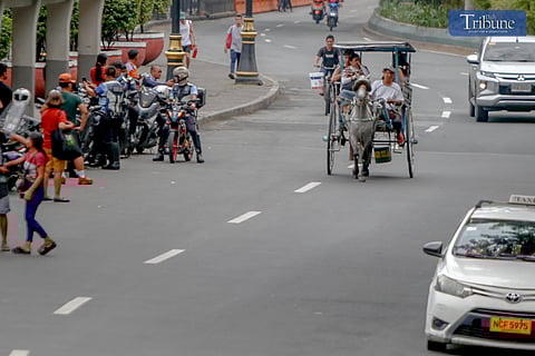 A horse gallops through a Manila road on Saturday, 21 December 2024, carrying tourists as they take in the city's heritage sights alongside faster vehicles. Horse-drawn carriages were a primary mode of transportation during the Spanish and American colonial periods, and today, their charm endures as a popular tourist attraction.