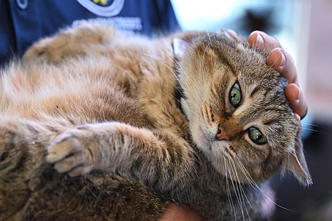 Researchers are keeping a close eye on the mounting cases of bird flu infections in cats  