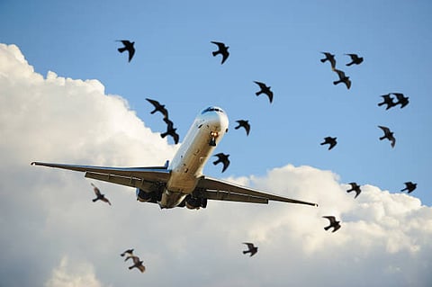 Bird strikes at NAIA: A growing aviation threat 